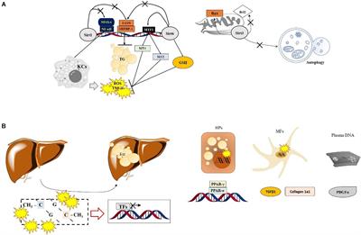 The Role of Epigenetic Changes in the Progression of Alcoholic Steatohepatitis